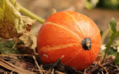 Tytuł: Charakterystyka Halloween