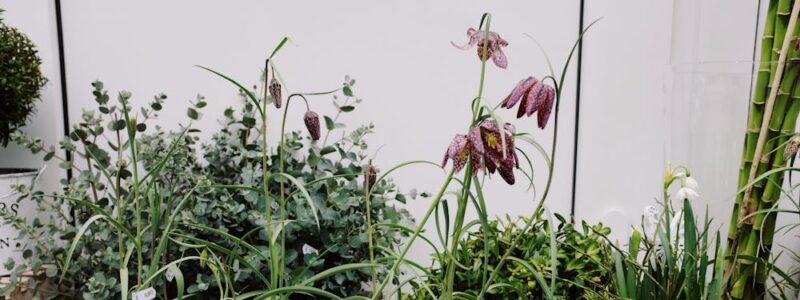 Bogaty wybór traw i bylin do Twojego ogrodu