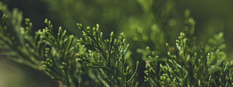 Tuje szmaragdowe jako dekoracja