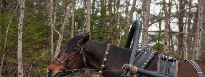 Kuligi i sylwester w górach – rodzaje aktywności