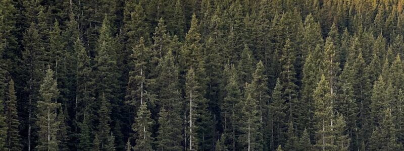 Kontrola stanu technicznego domu z drewna