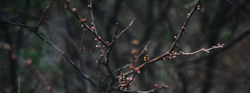 Zrębkowanie drewna – porównanie urządzeń