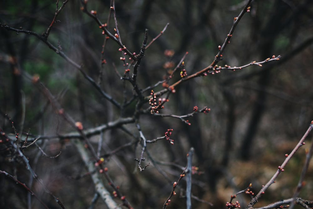Zrębkowanie drewna – porównanie urządzeń