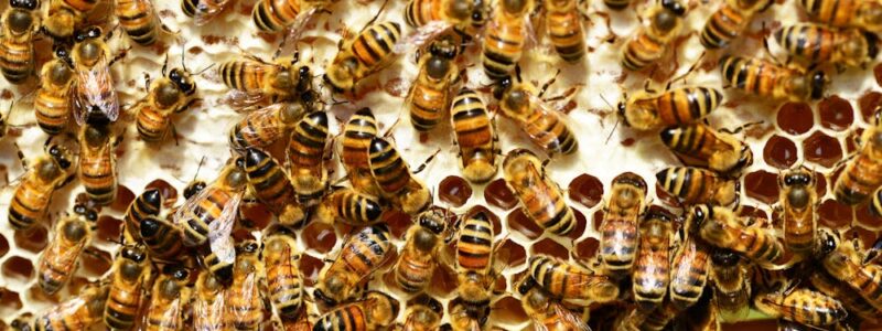 Podstawowe akcesoria pszczelarskie